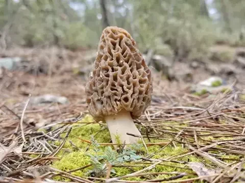 Dağlarda Altın Arayışı: Köylüler Kuzugöbeği Mantarını Toplamak İçin Seferber Oldu